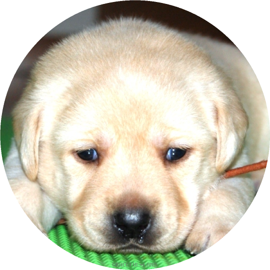 女の子(ブラウン母犬ルイザ)(A child of ソロモン & ルイザ) 女の子(ブラウン母犬ルイザ)